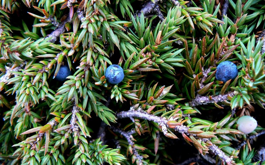 Шишкоягоды можжевельника