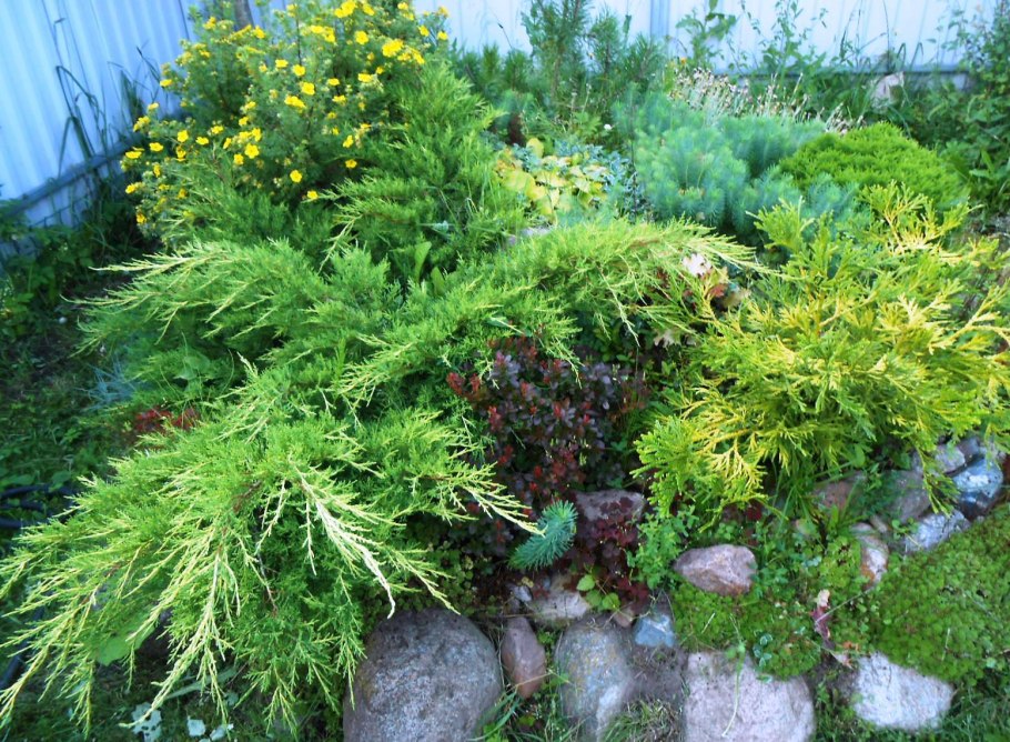 Можжевельник Финикийский