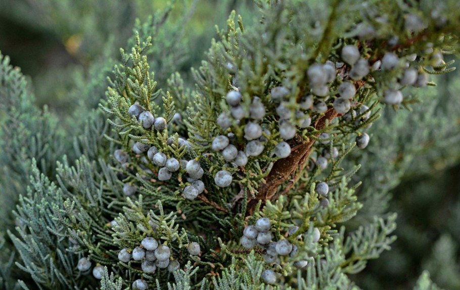 Можжевельник Блю Спайдер