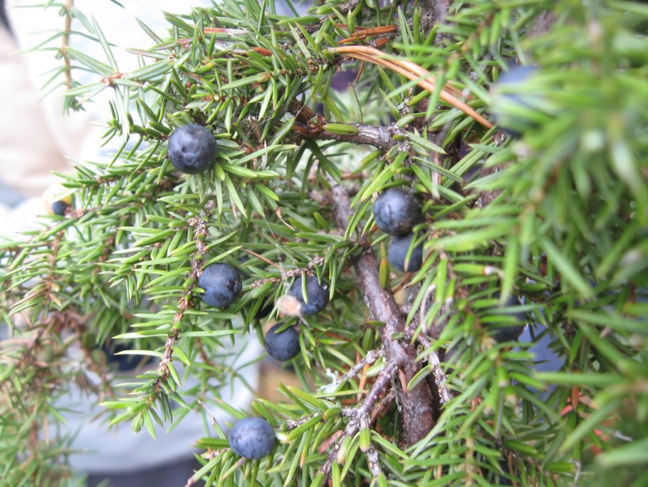 Можжевельник обыкновенный (Juniperus communis)