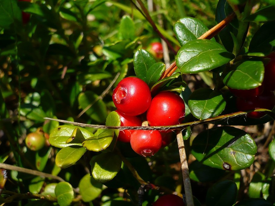 Марь многосемянная - Chenopodium polyspermum l.