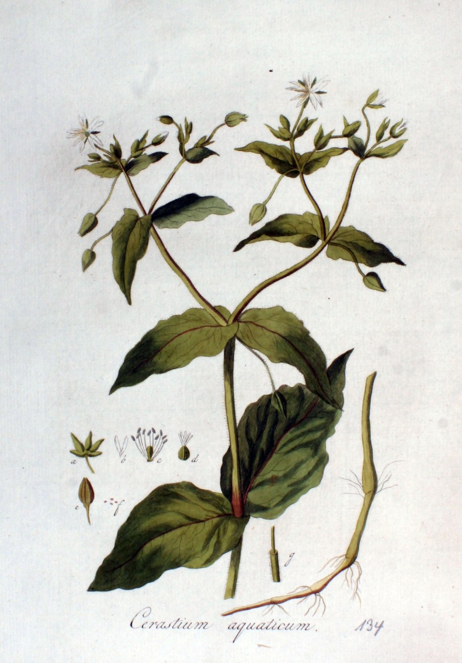 Омежник Фламинго