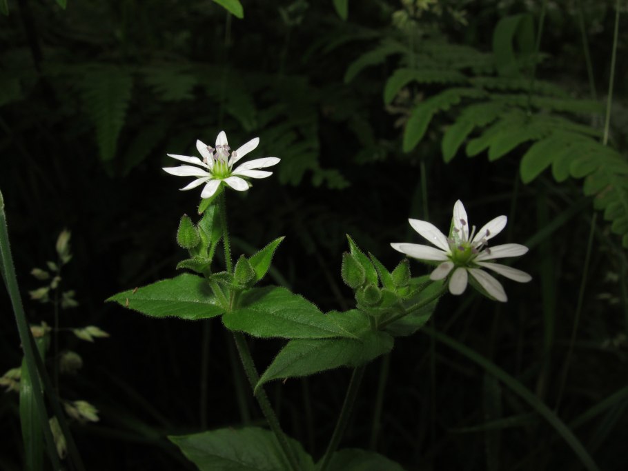Мягковолосник Водный рисунок