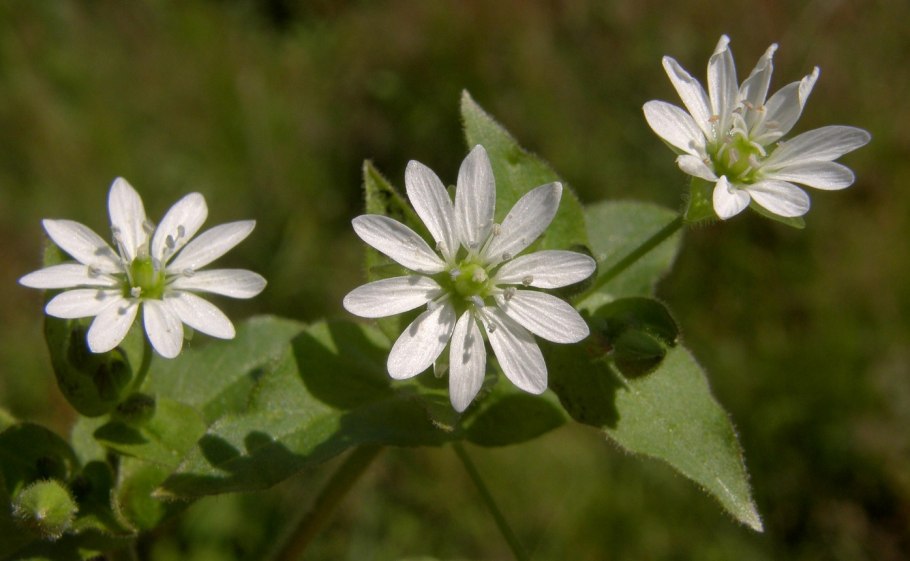 Мягковолосник водяной