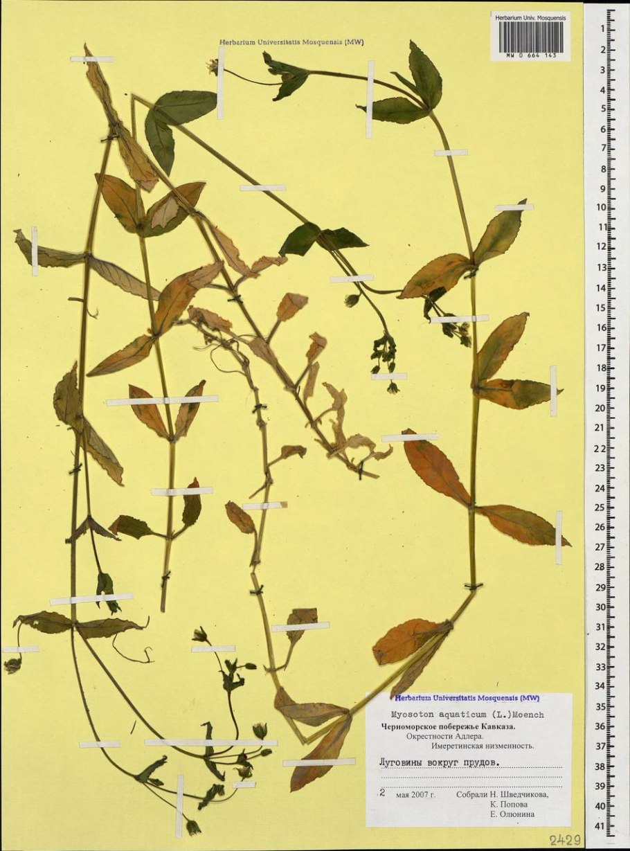 Звездчатка длиннолистная