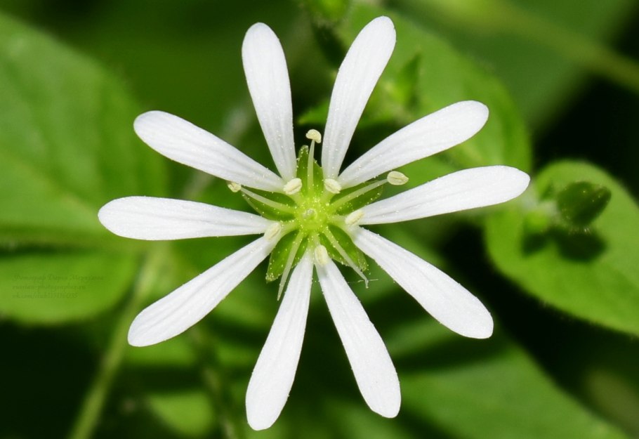 Мягковолосник Водный рисунок