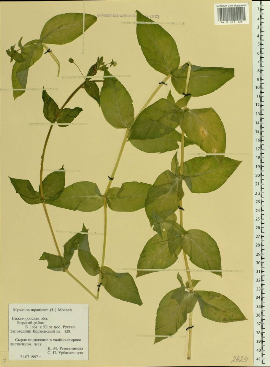 Мягковолосник Водный Бакопа