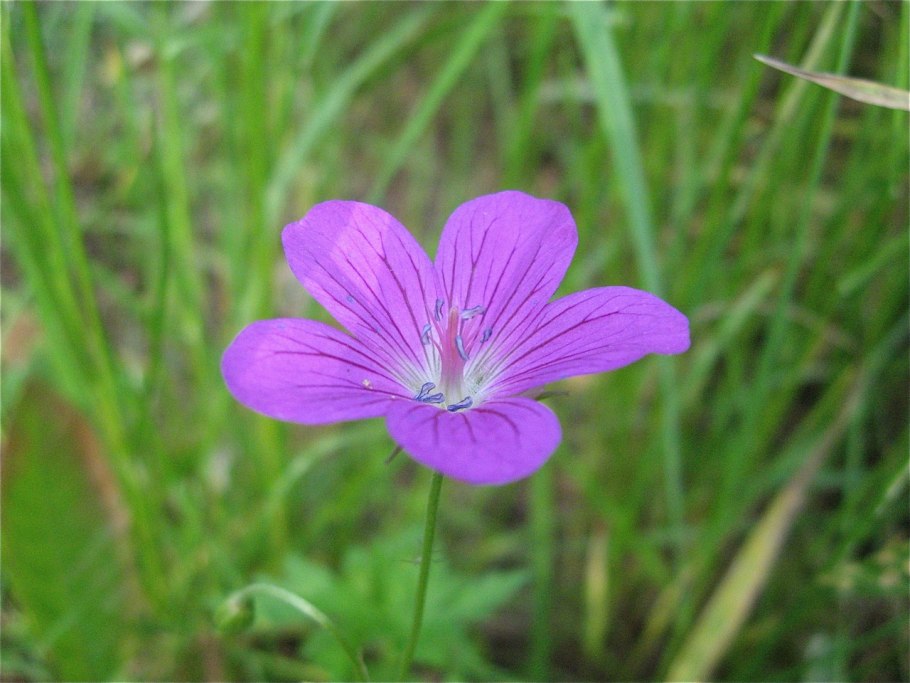 Звездчатка Дубравная