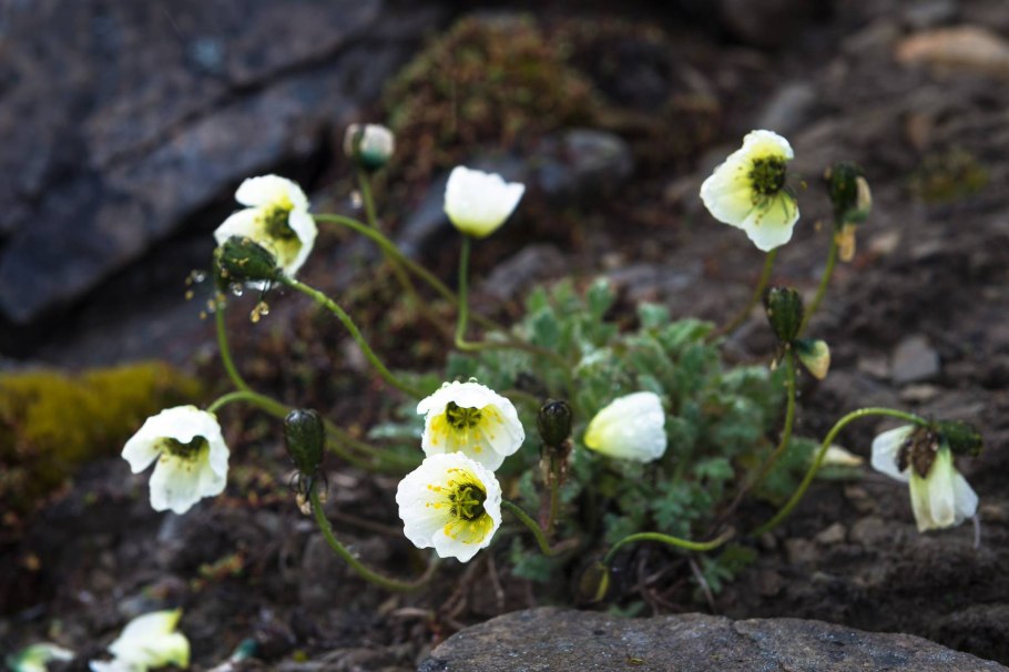 Полярный Мак в Арктике