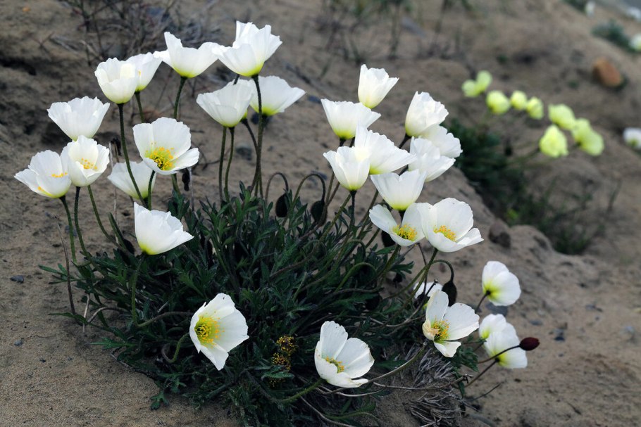 Мак альпийский papaver alpinum