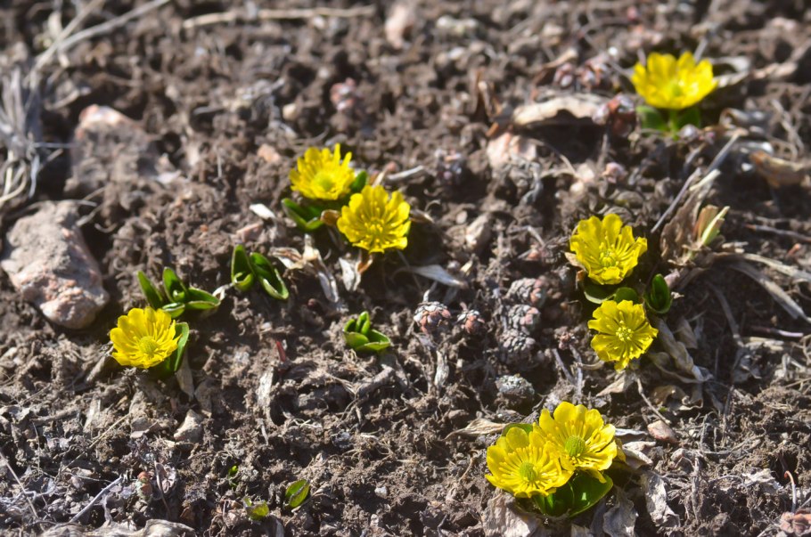 Лютик в Арктике