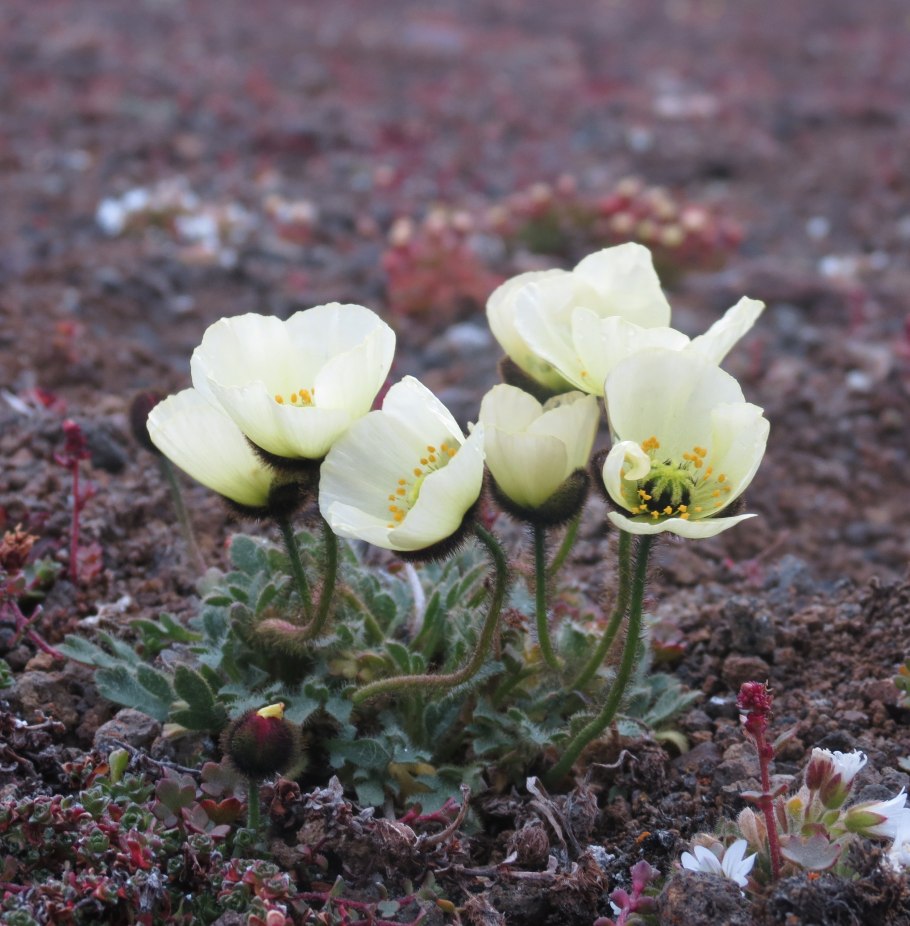 Лютик многолистный (Ranunculus polyphyllus)