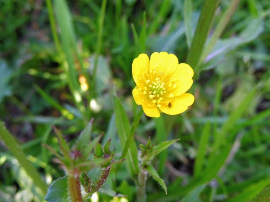 Ranunculus glacialis