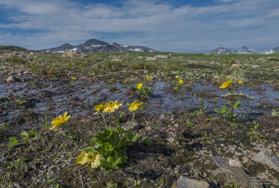 Мак Снеголюбивый