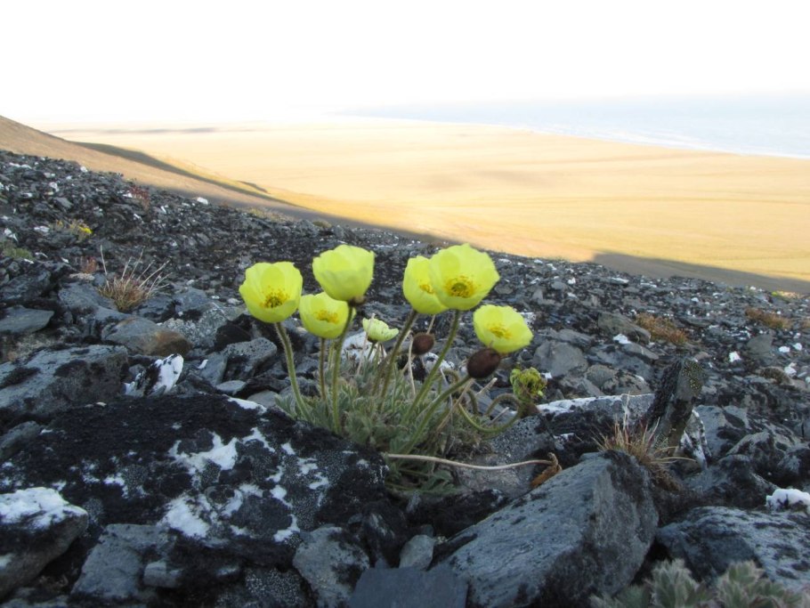 Растения тундры Полярный Мак