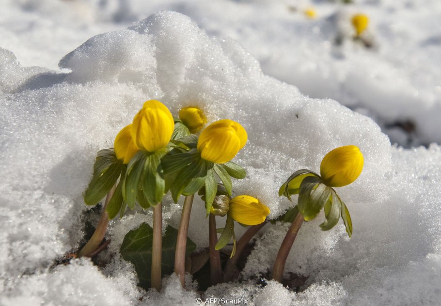 Лютик Снеговой