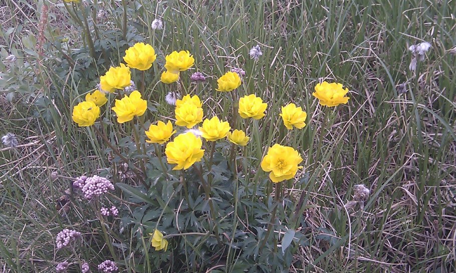 Лютик серно желтый