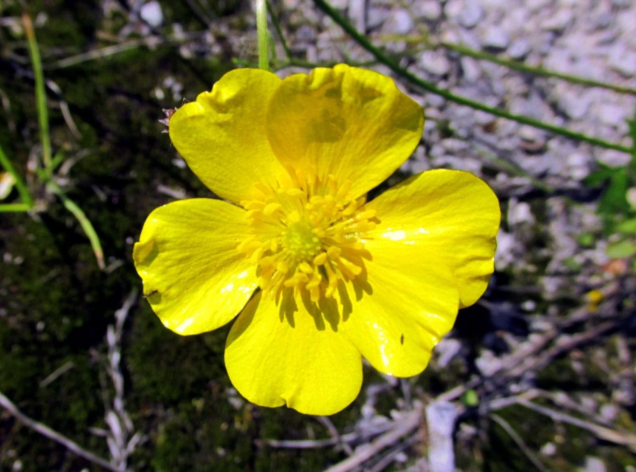 Лютик в тундре