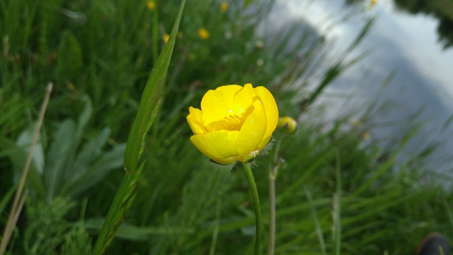 Лютик едкий (ranúnculus ácris