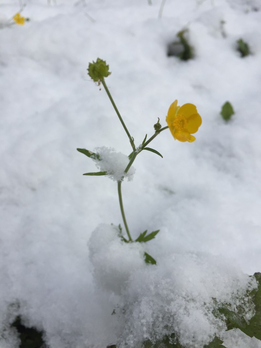 Эрантис Киликийский