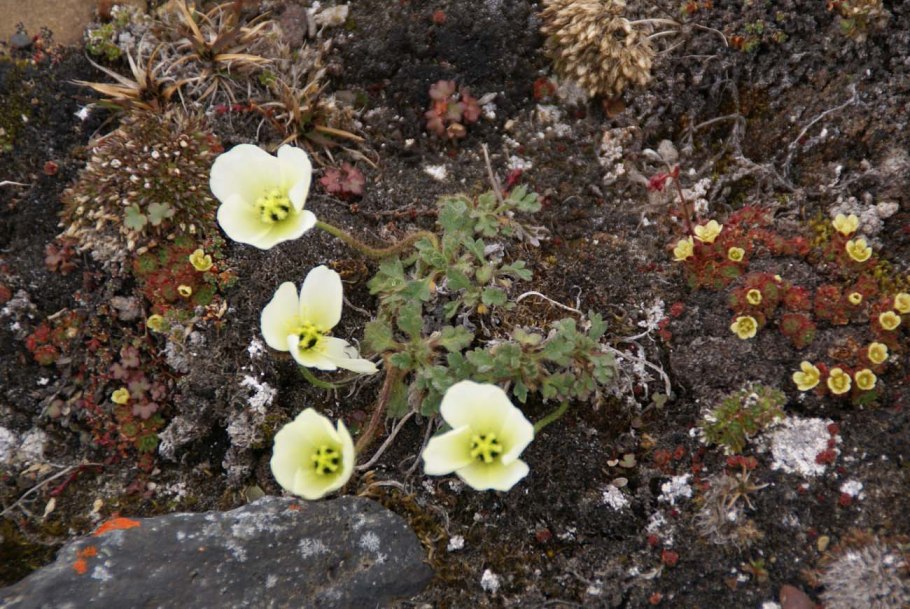 Полярный мак арктических пустынь