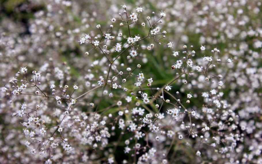 Гипсофила Тихоокеанская