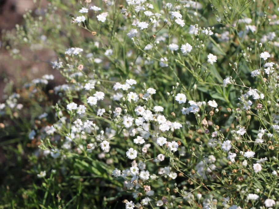 Кермек Каспийский