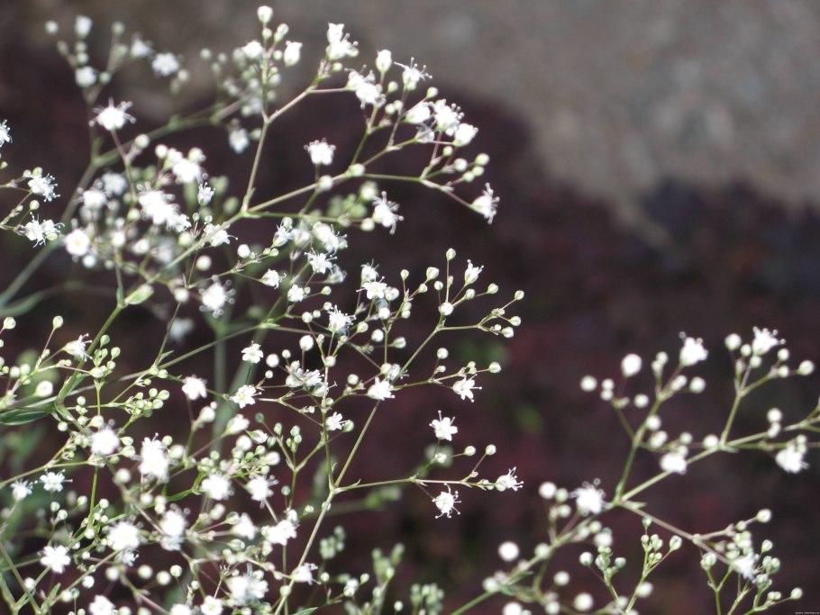 Качим (гипсофила) Уральский