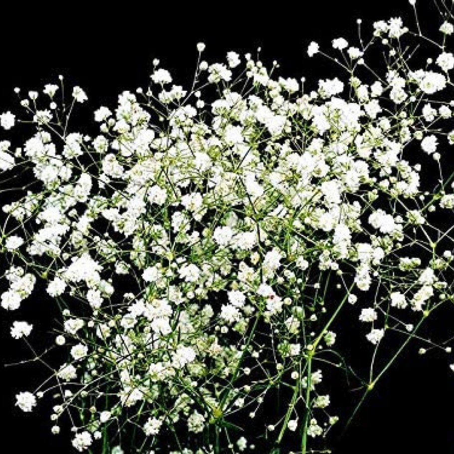 Качим Жигулевский растение