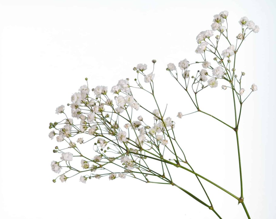 Качим метельчатый перекати поле