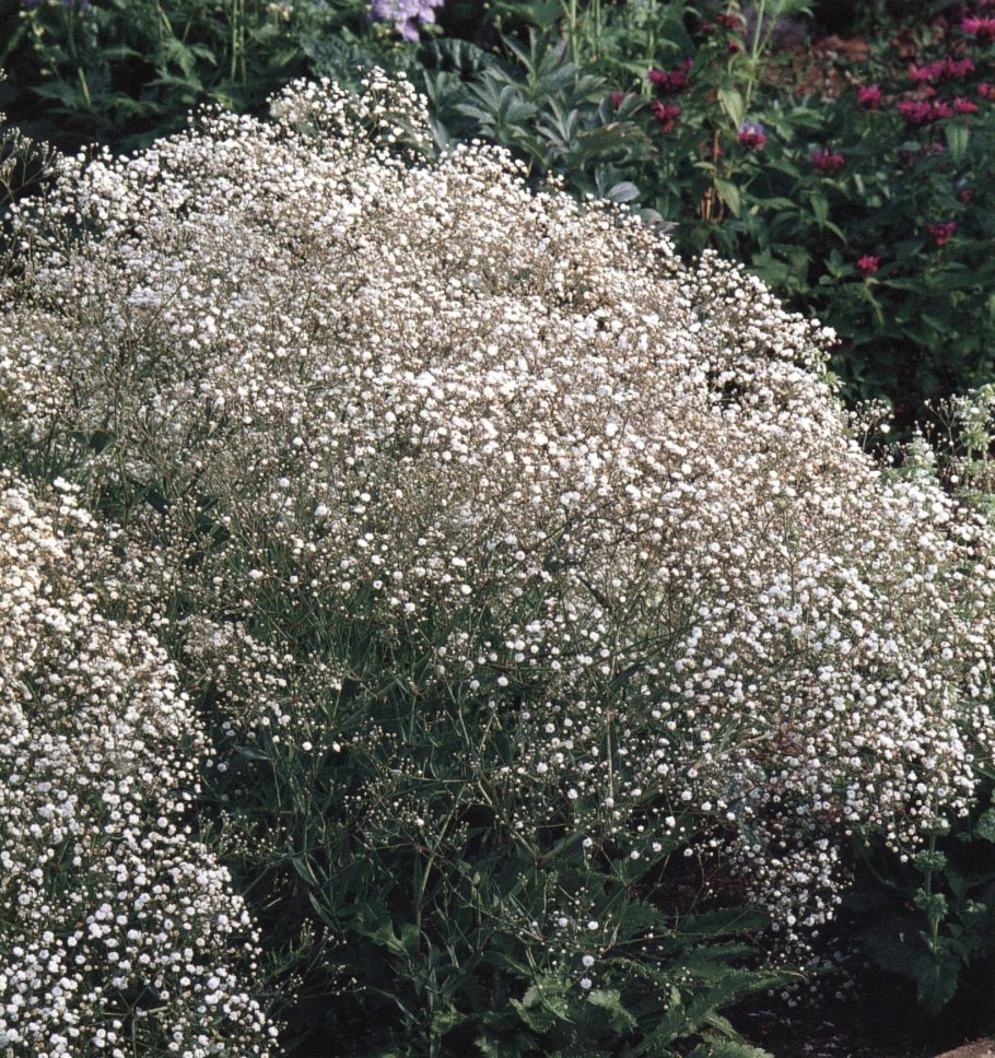 Гипсофила метельчатая махровая