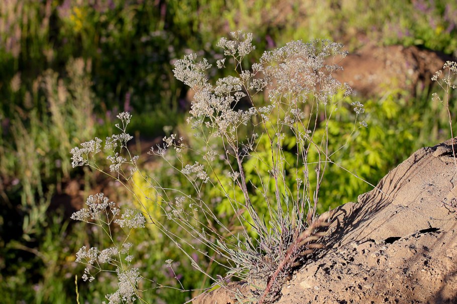 Качим метельчатый перекати поле