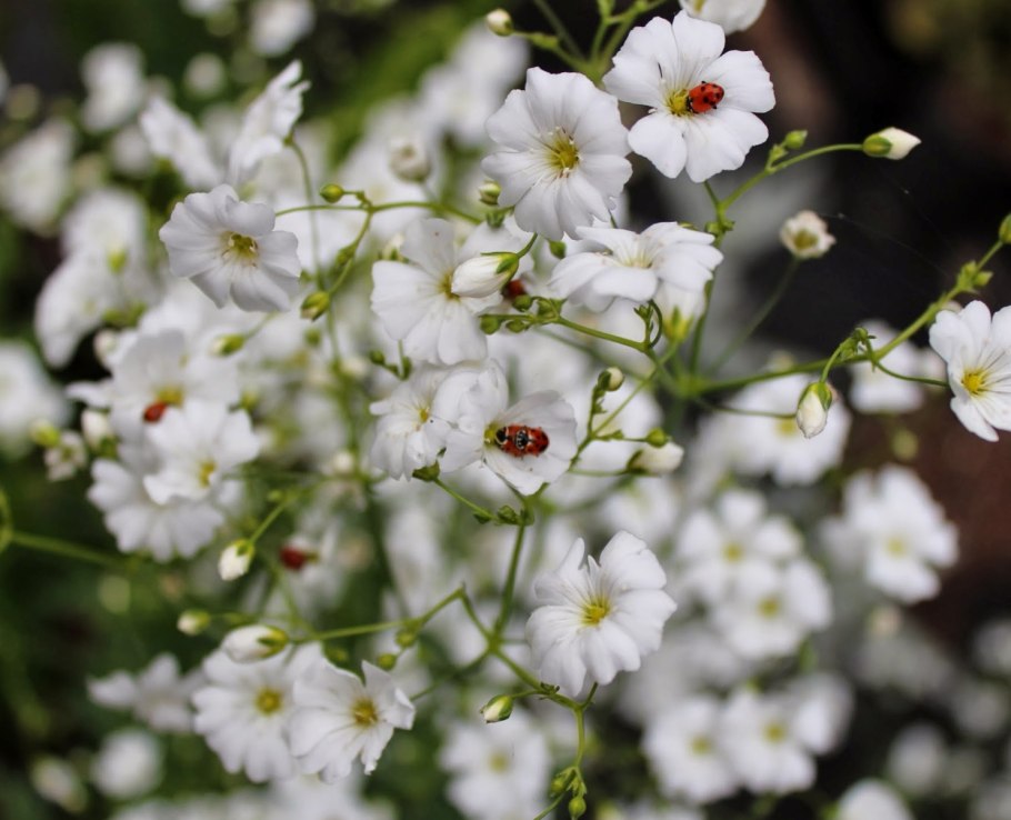 Гипсофила однолетняя