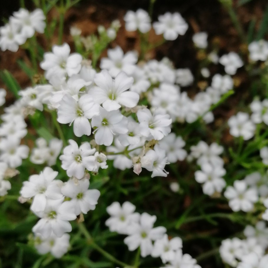 Gypsophila volgensis