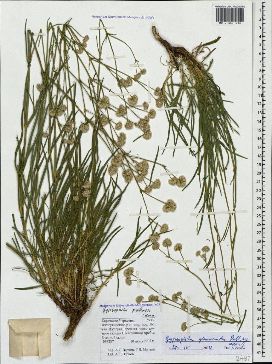 Гипсофила ползучая белая