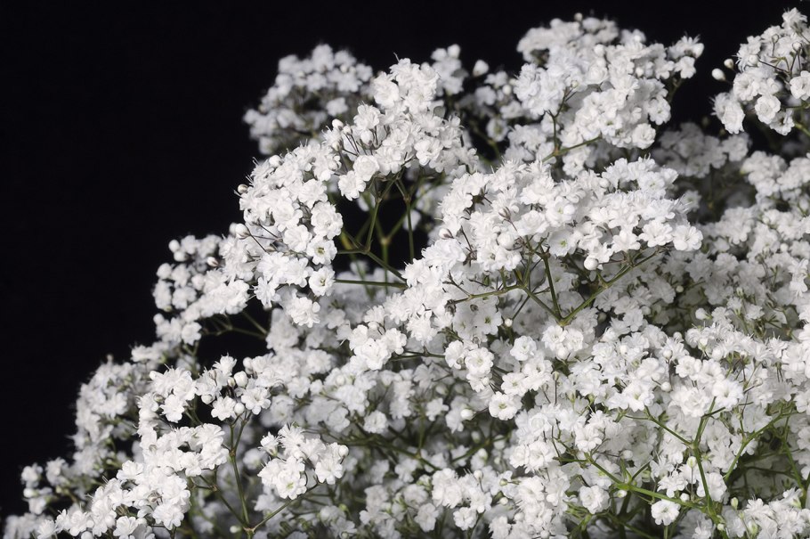 Гипсофила метельчатая махровая 'сноуфлейк'