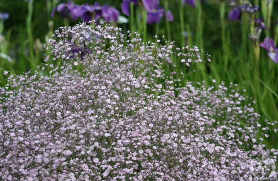 Гипсофила метельчатая flamingo