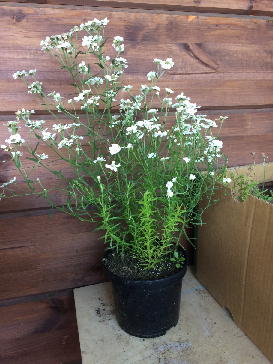Baby s Breath Flowers