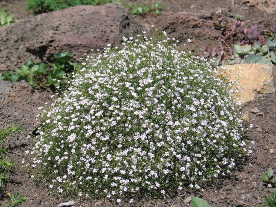 Гипсофила ползучая белая