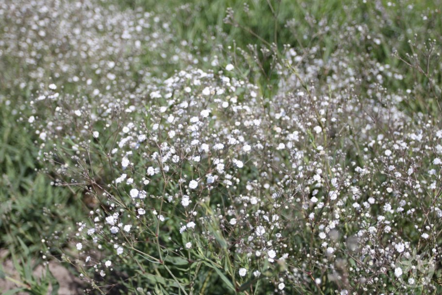 Гипсофила метельчатая снежные хлопья