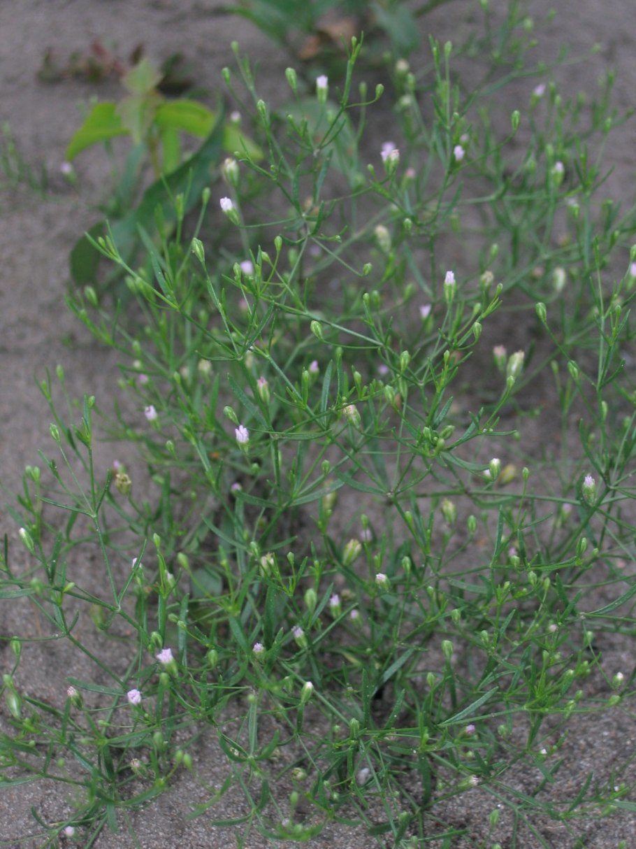 Мелколепестник канадский conyza canadensis