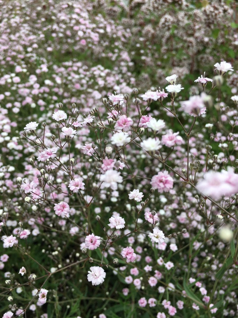 Гипсофила метельчатая роуз