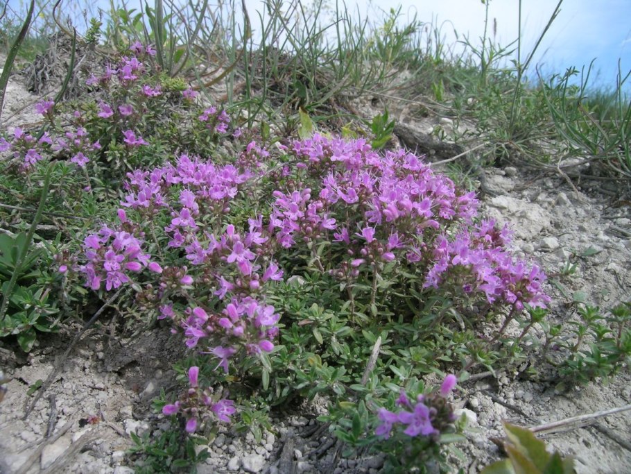 Тимьян, чабрец (Thymus)
