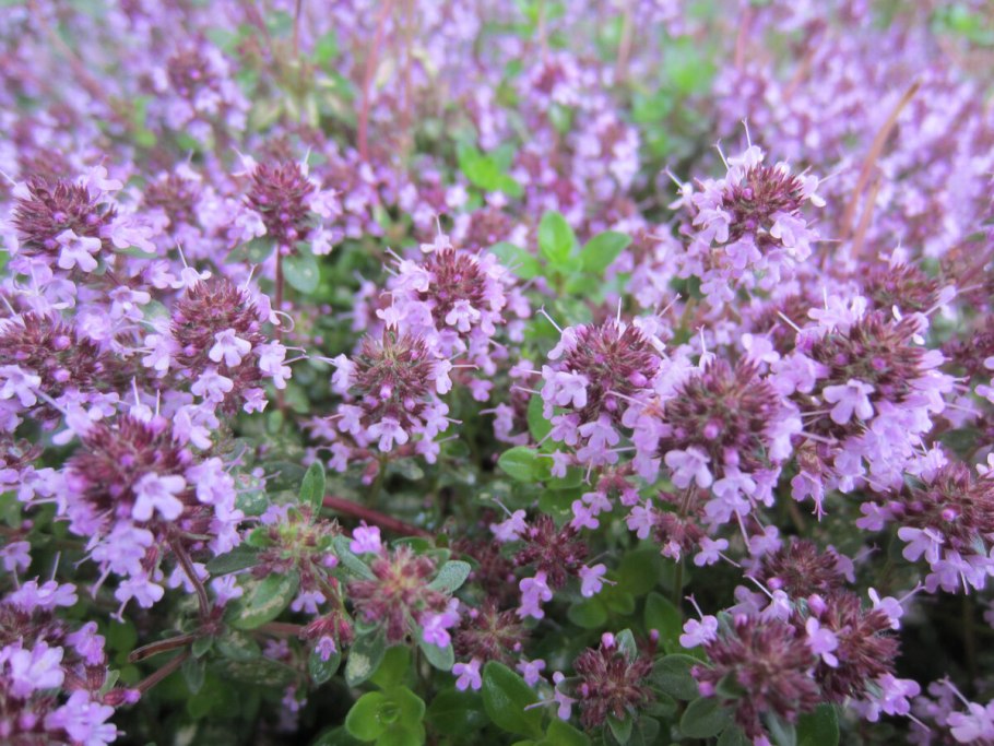 Тимьян ползучий (Thymus serpyllum)