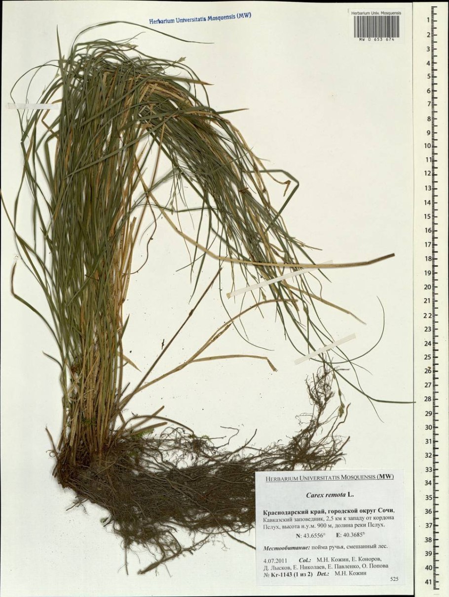 Ковыль волосатик (тырса)