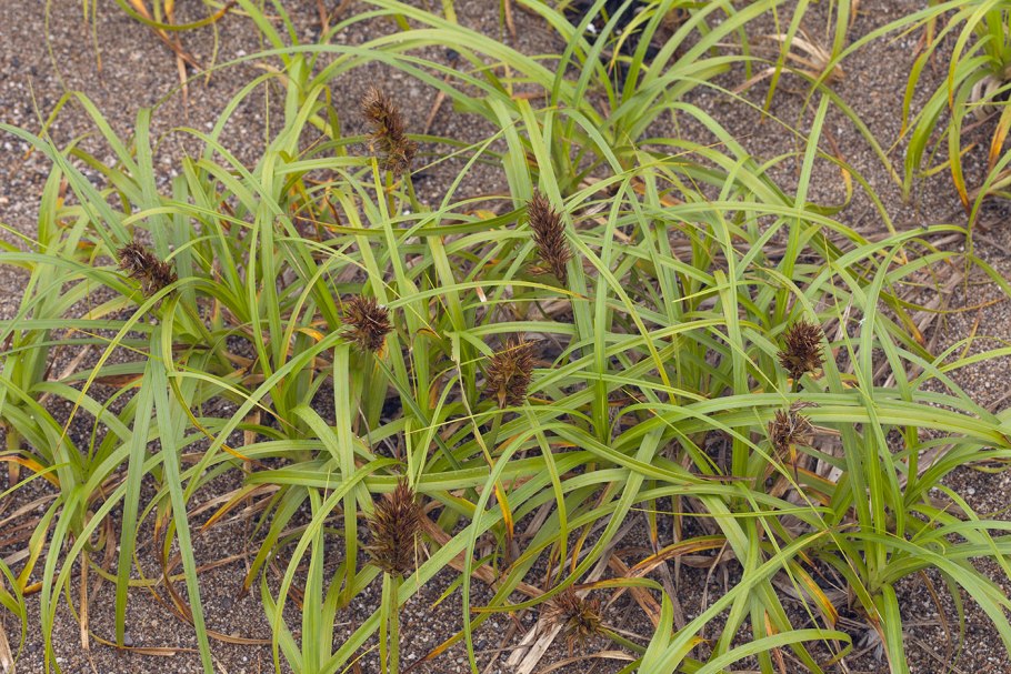 Carex flagellifera