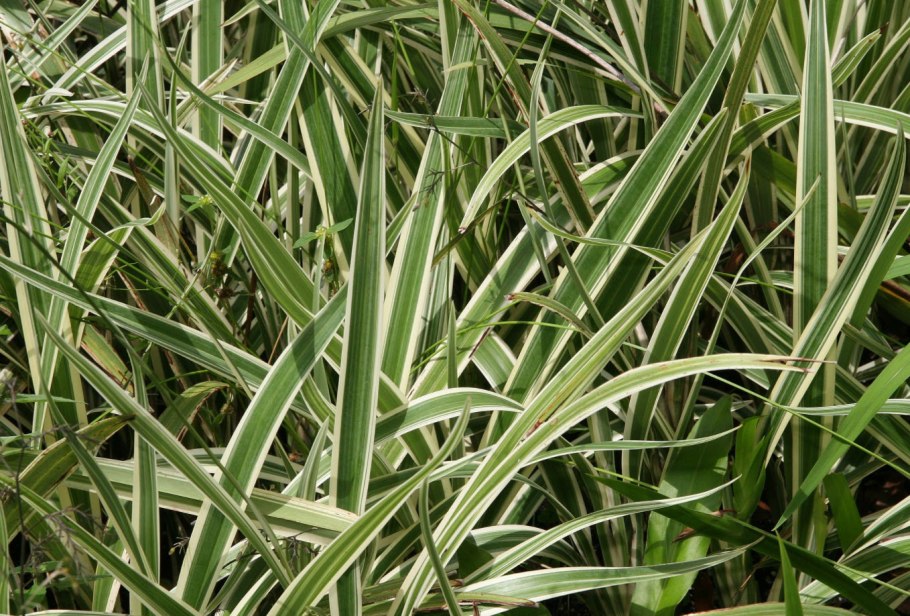 Райграс пастбищный