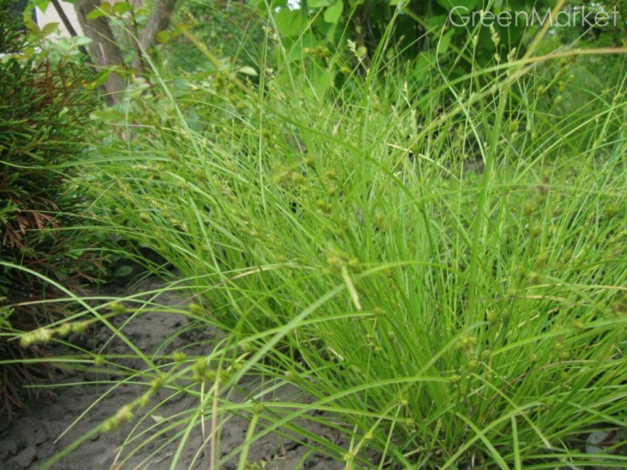 Осока расставленная