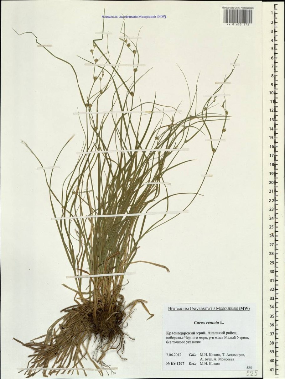 Осока висячая (Carex pendula)