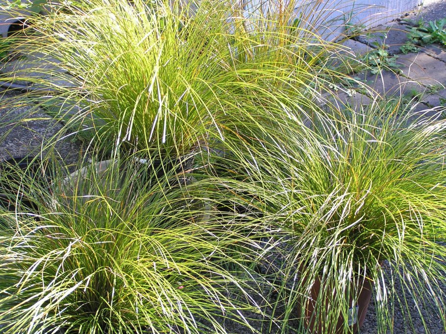 Осока горная carex montana